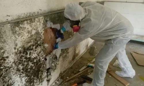 Mold Remediation in Studio City CA